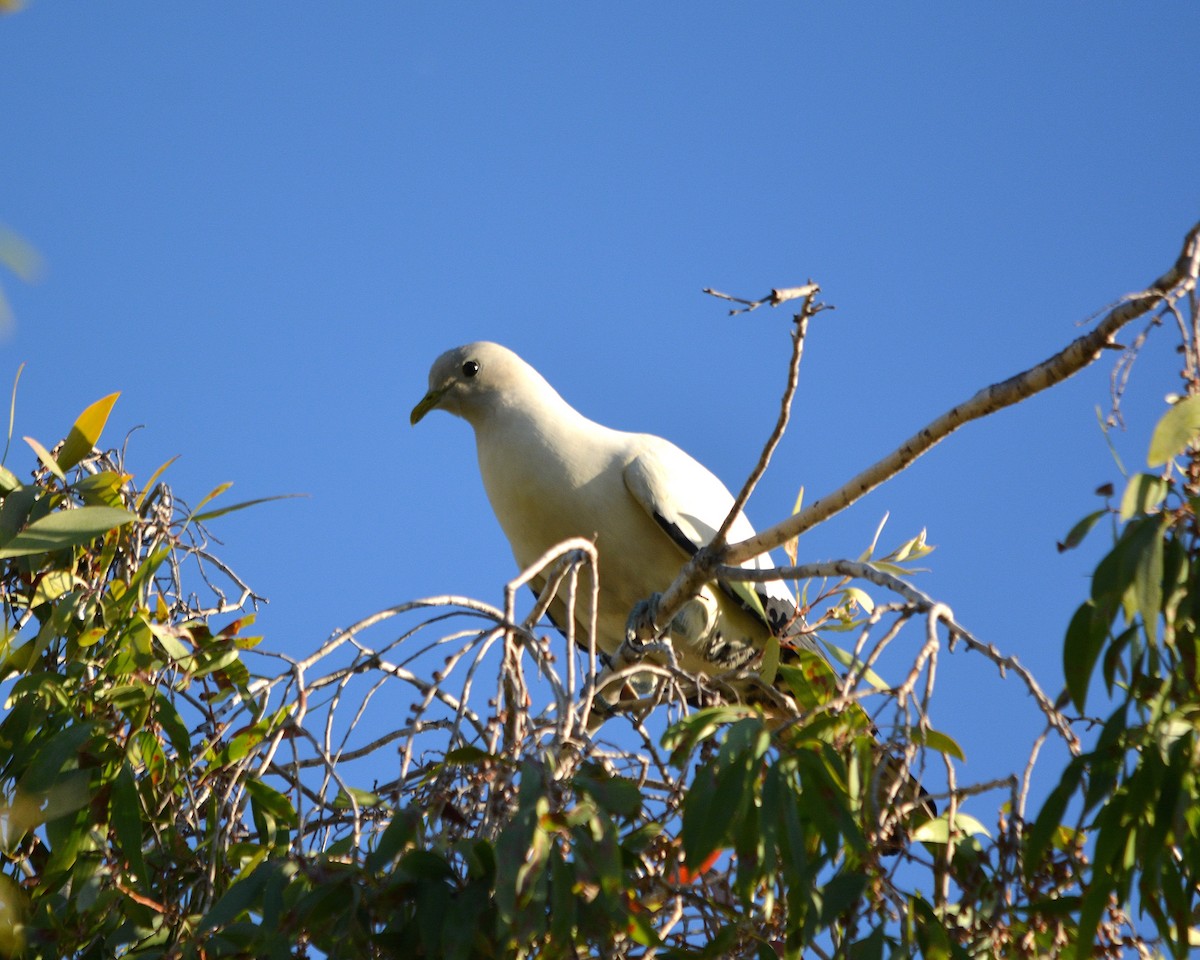 Torresian Imperial-Pigeon - ML67708461