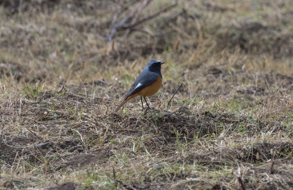 Hodgson's Redstart - ML67708621