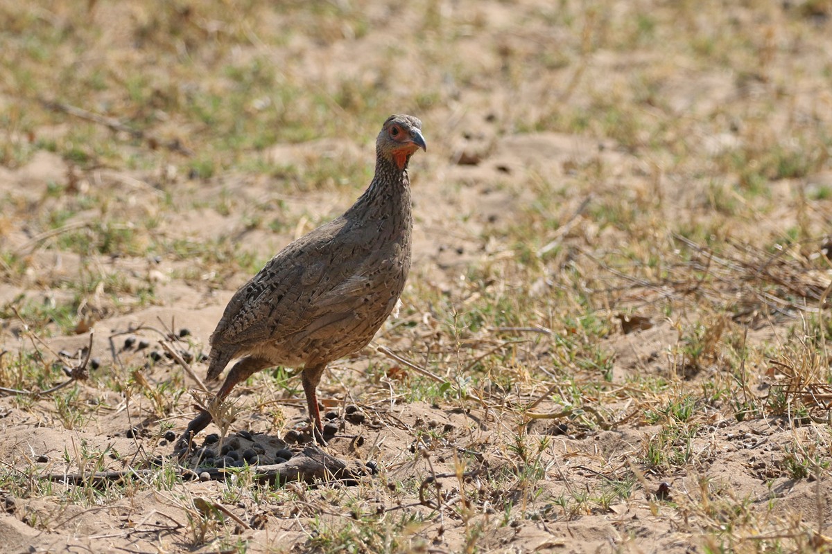 Swainson's Spurfowl - ML67708671