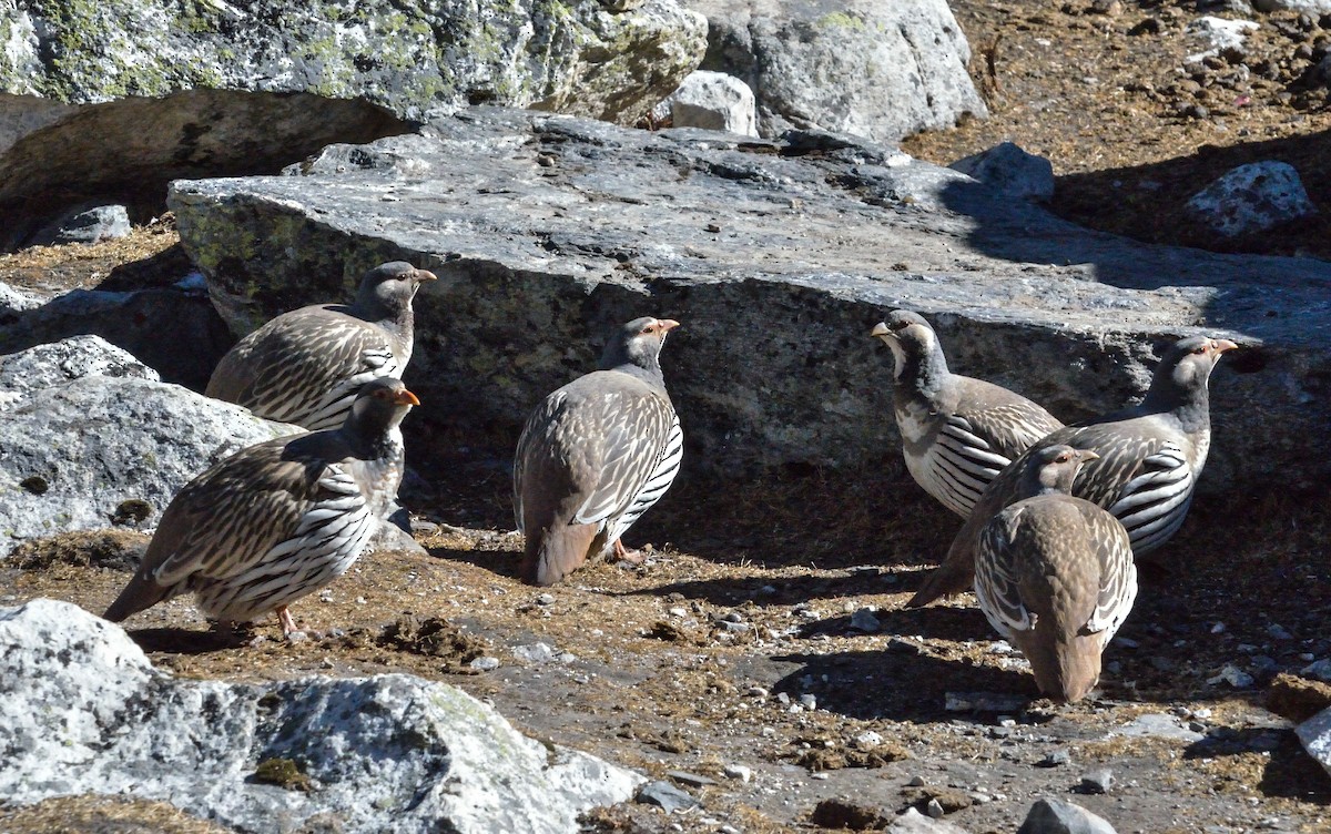Tibetan Snowcock - ML67709711