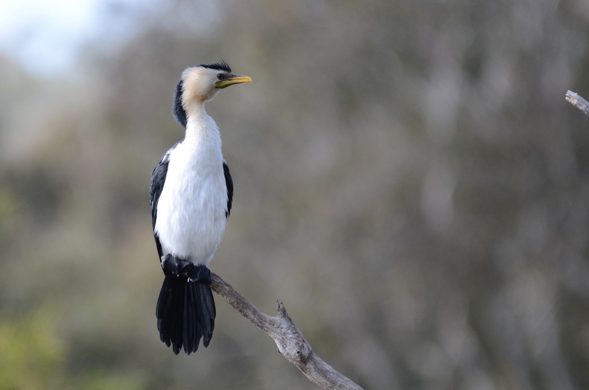 Little Pied Cormorant - ML67709931