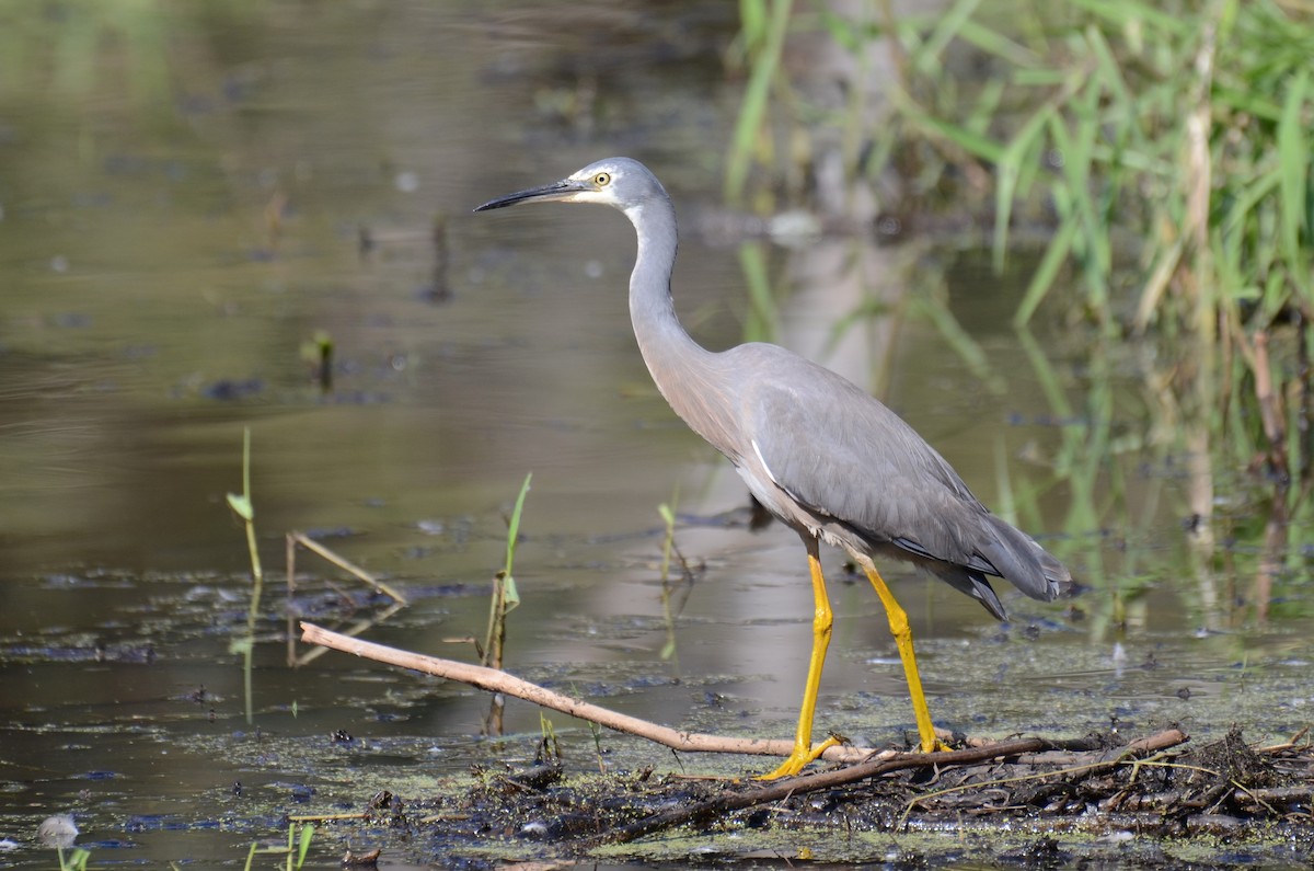 White-faced Heron - ML67710061