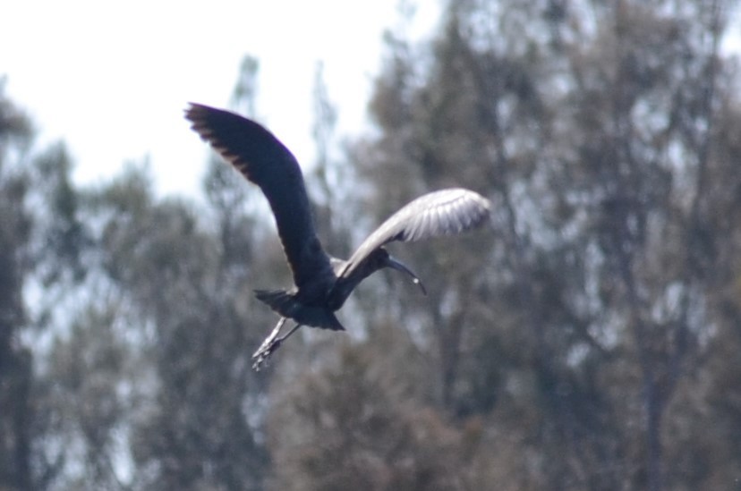 ibis hnědý - ML67710141