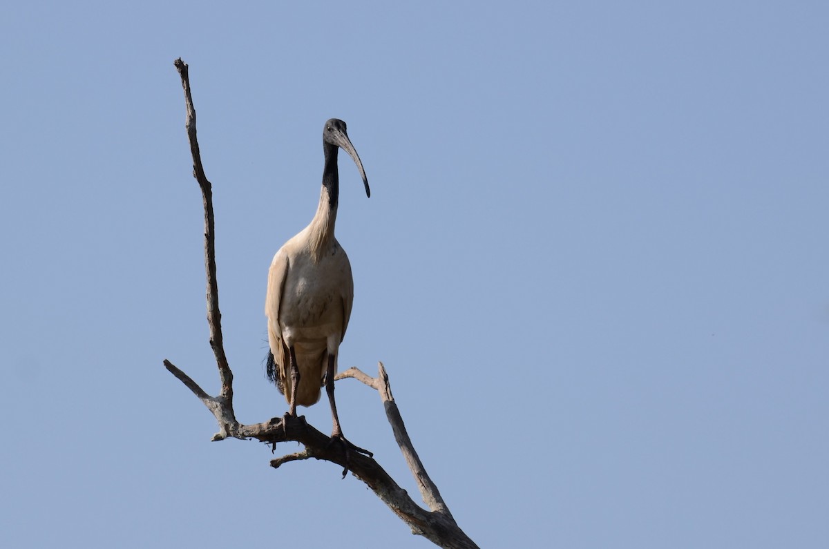 Australian Ibis - ML67710171