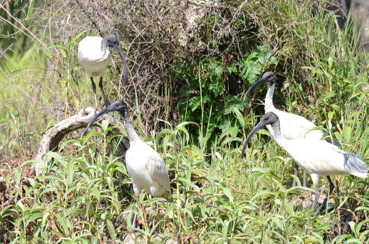 ibis australský - ML67710201