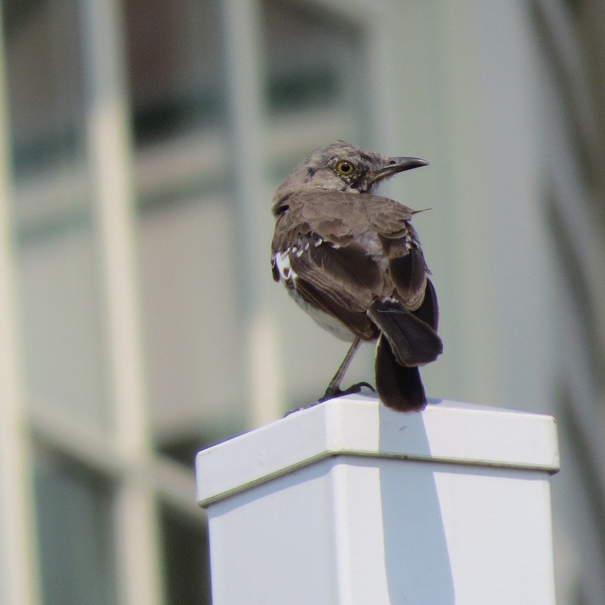 Northern Mockingbird - ML67713001