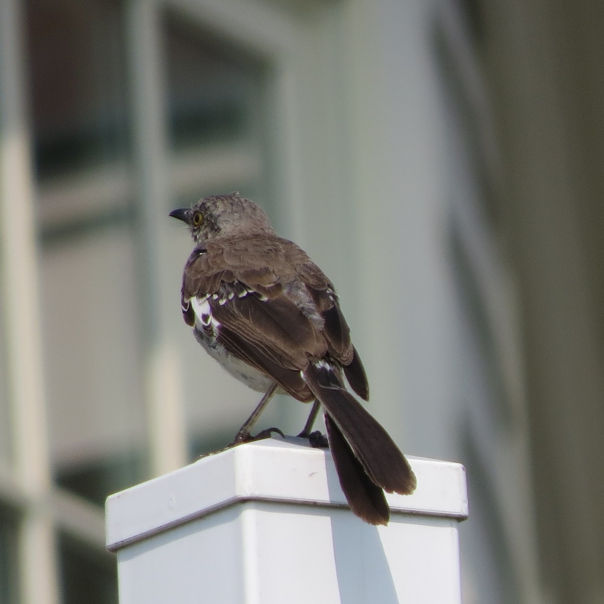 Northern Mockingbird - ML67713041