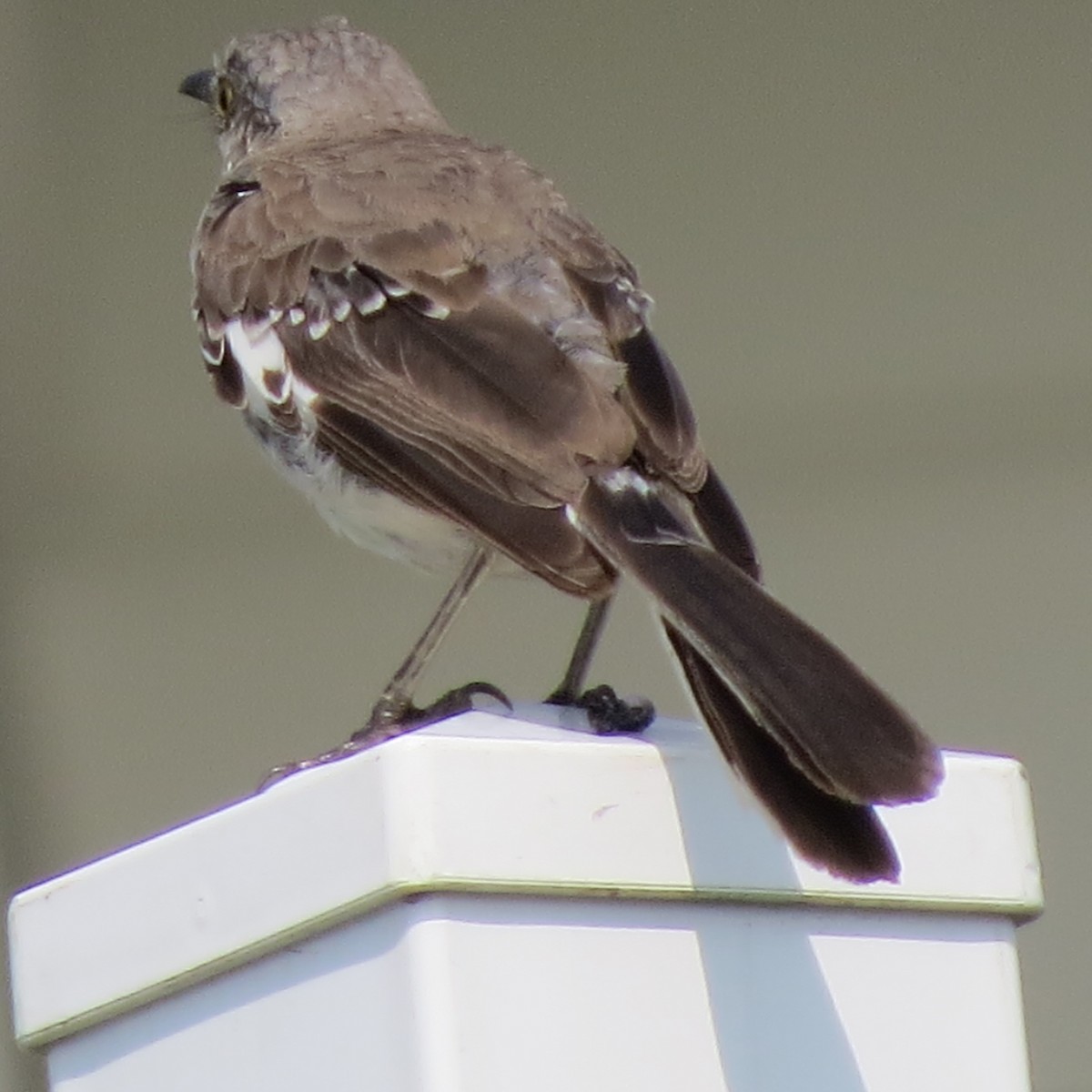 Northern Mockingbird - ML67713051