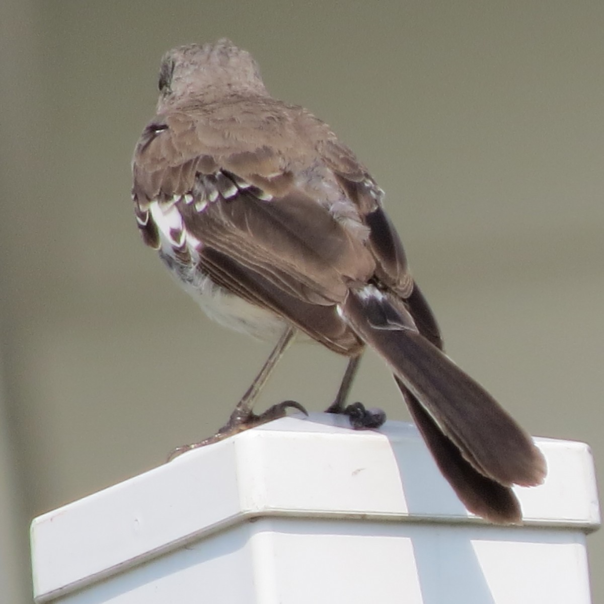 Northern Mockingbird - ML67713081