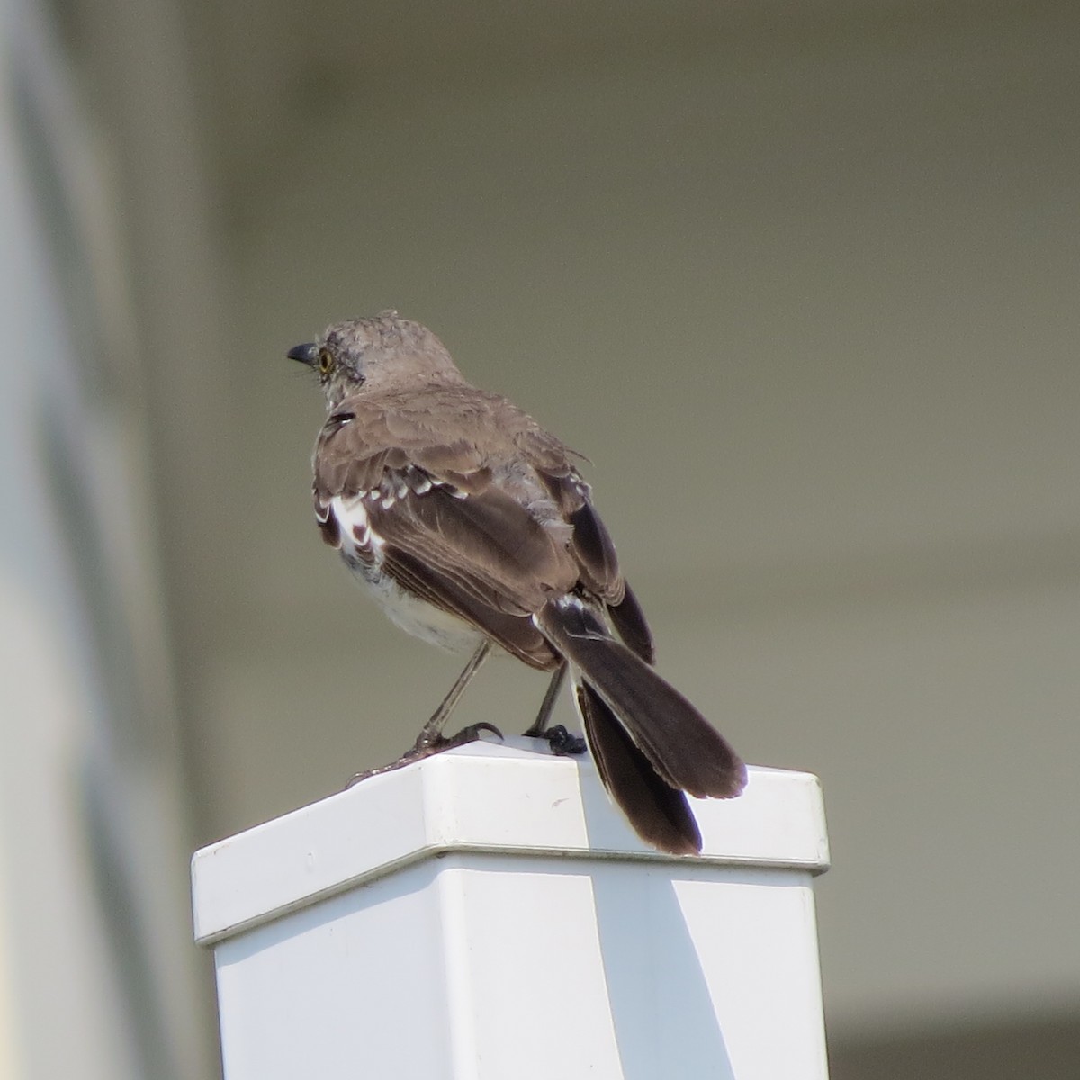 Northern Mockingbird - ML67713111