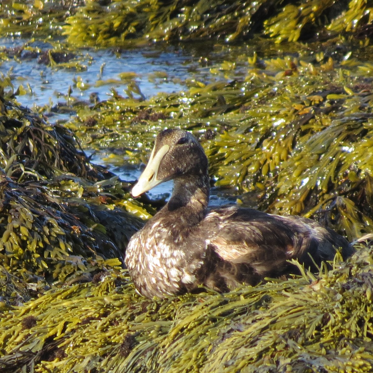 Common Eider - Mayte Torres