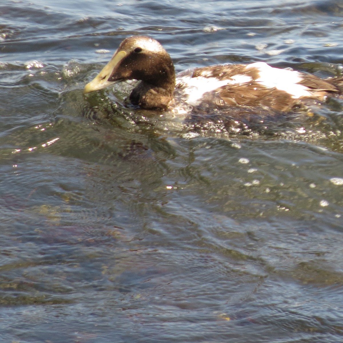 Common Eider - Mayte Torres