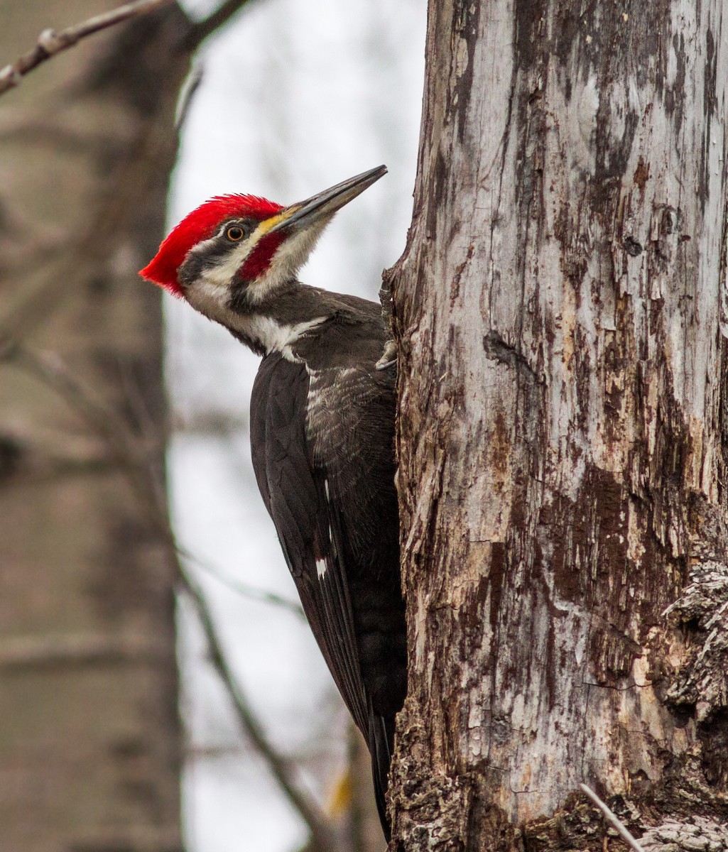 Pileated Woodpecker - ML67713951