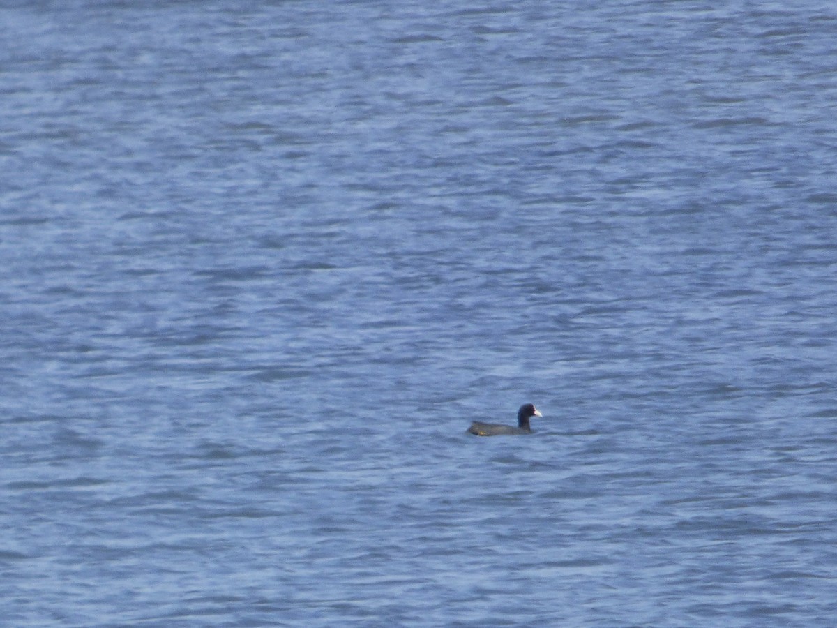 Eurasian Coot - ML67714081