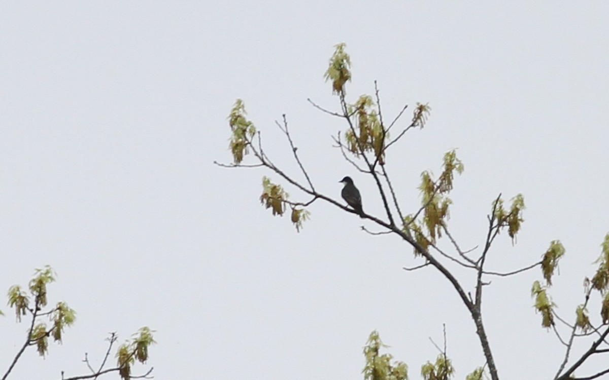 Eastern Kingbird - ML67714381