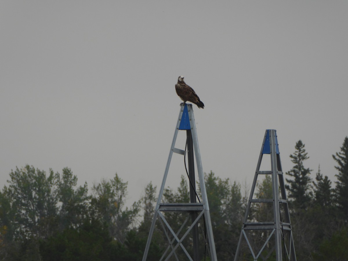 Osprey - John Hays