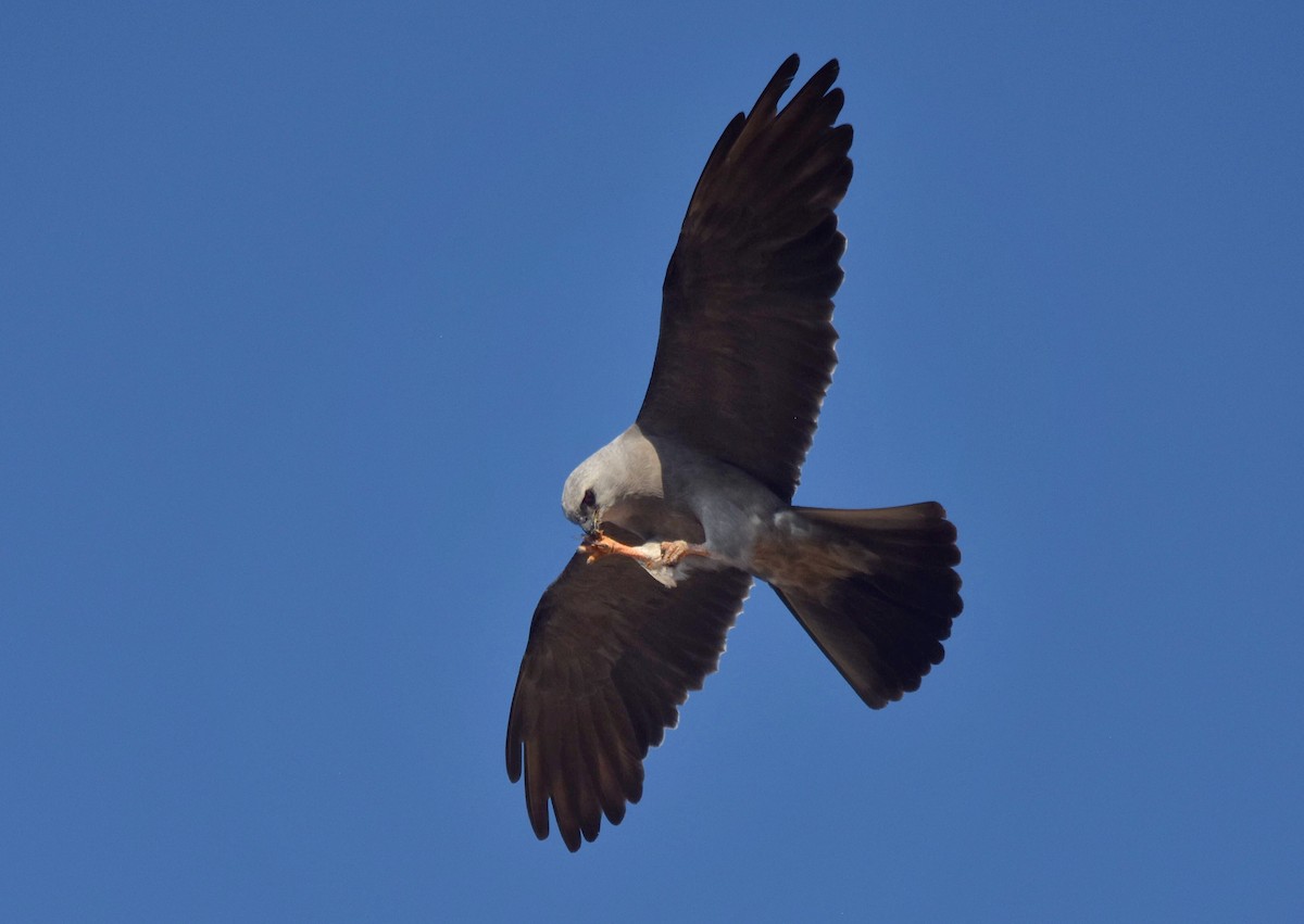 Mississippi Kite - Marky “Dark Arremon” Mutchler