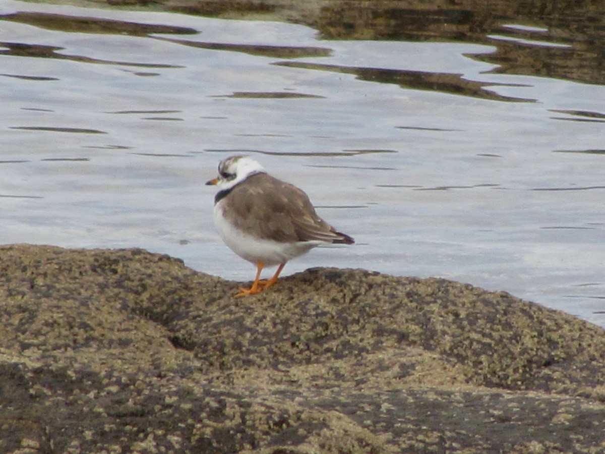 Common Ringed Plover - Bruce Kerr