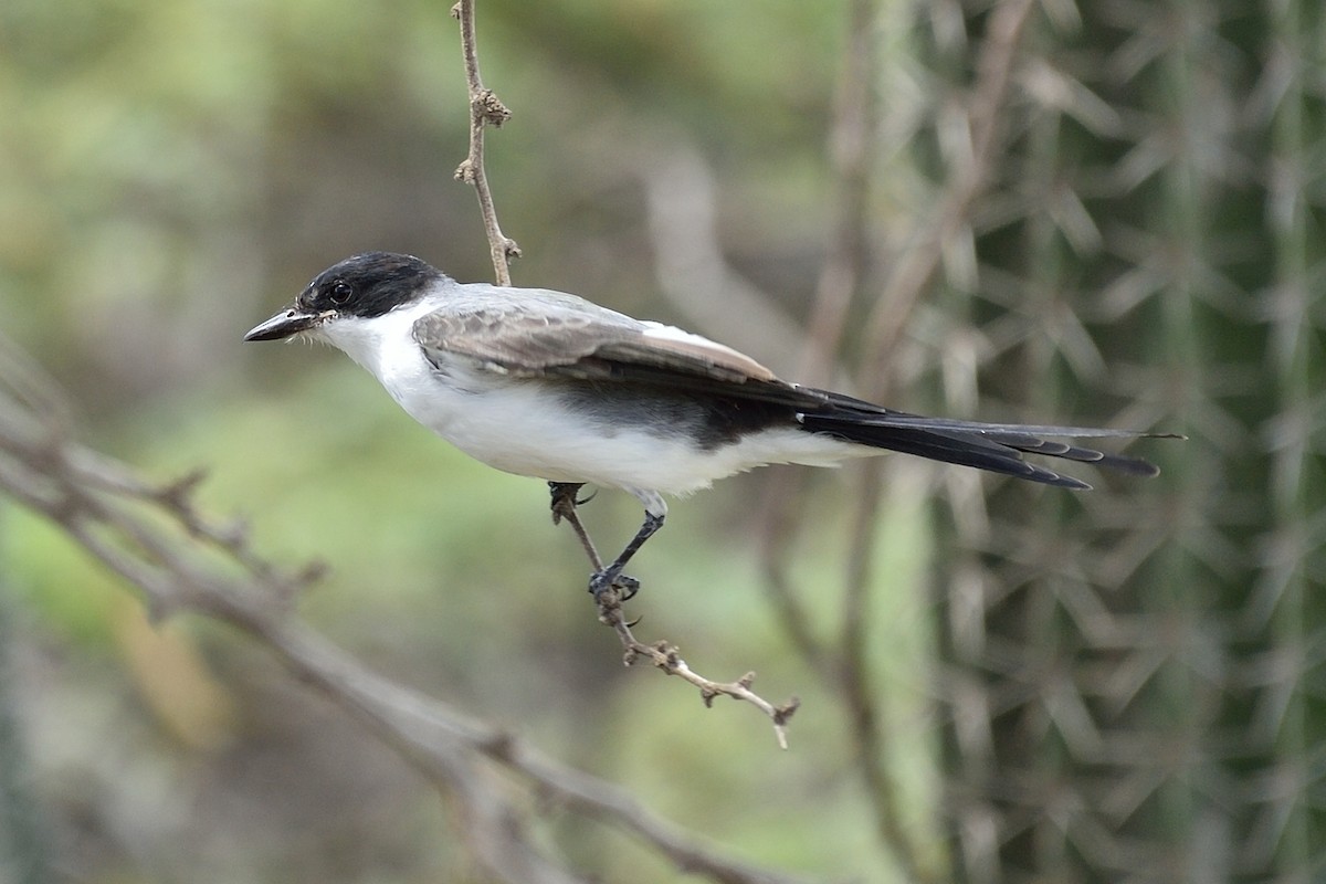 Fork-tailed Flycatcher - Michiel Oversteegen