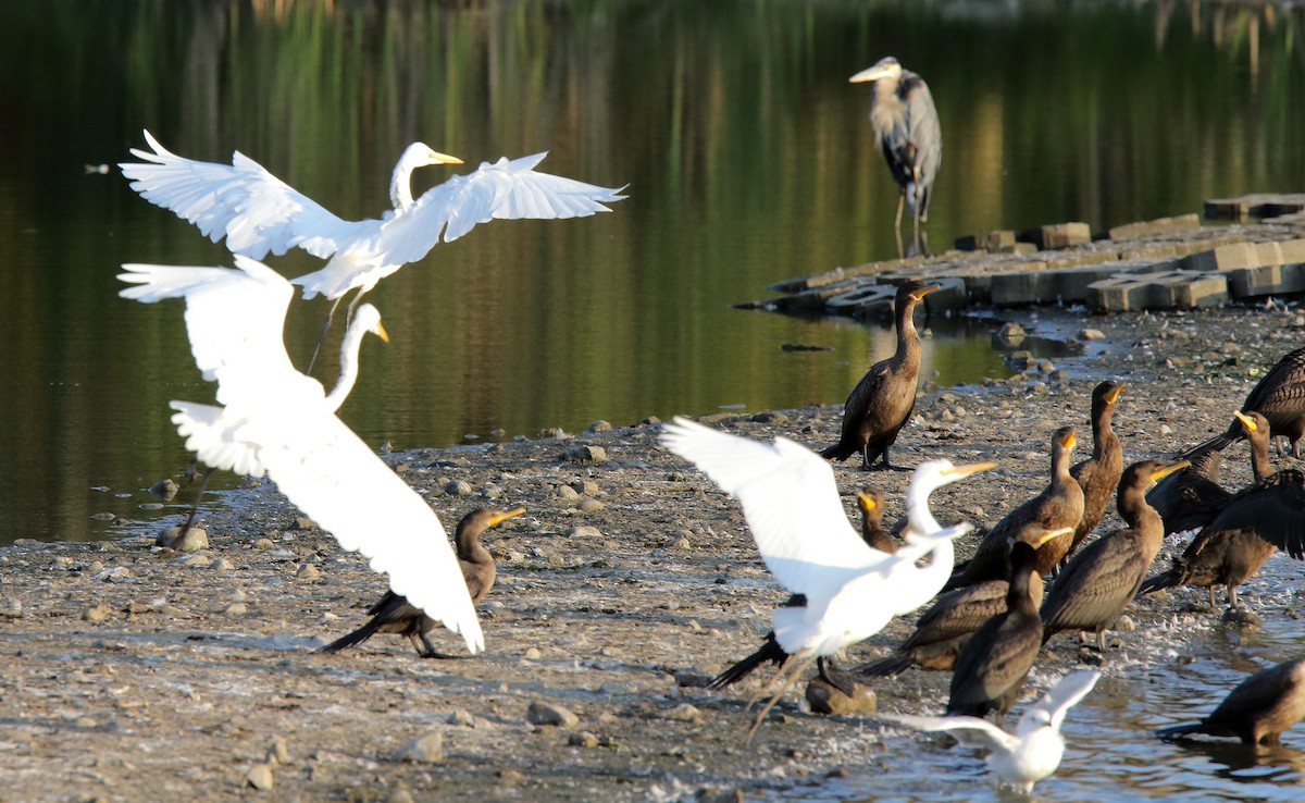 Great Egret - Laure Wilson Neish