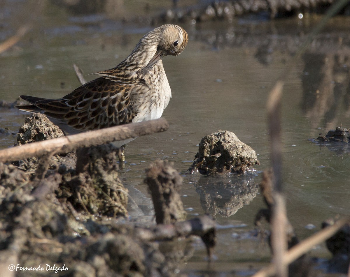 Bécasseau à poitrine cendrée - ML67720071