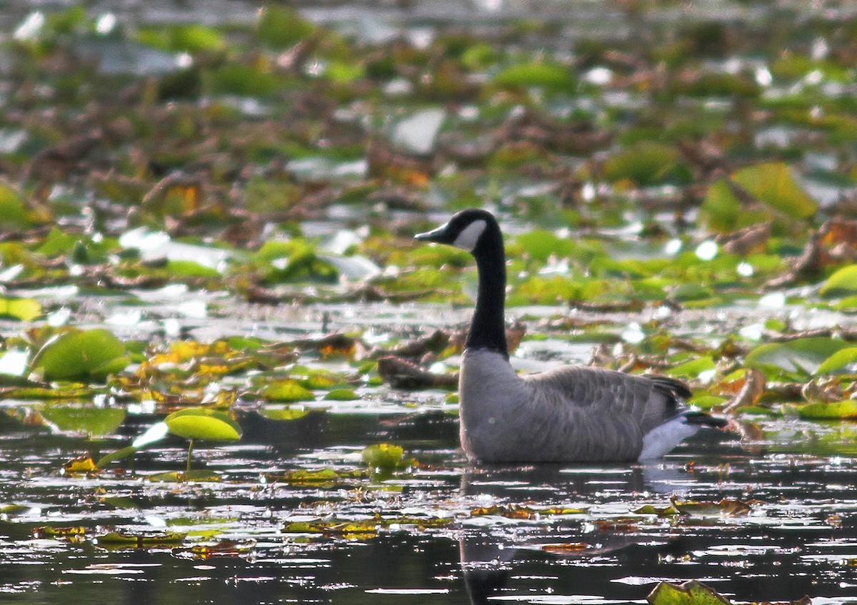 Canada Goose - ML67721411