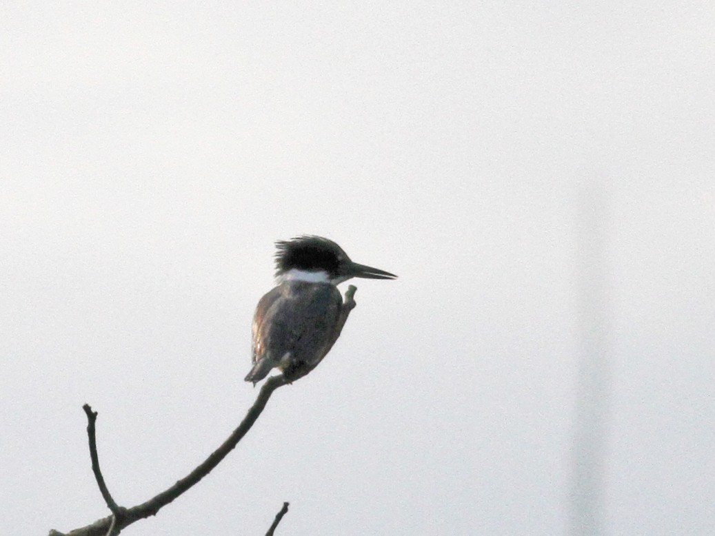 Belted Kingfisher - Jason Donahue