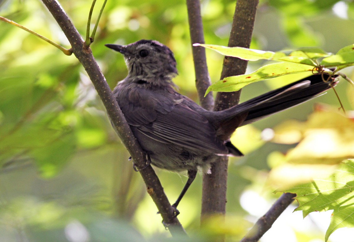 Gray Catbird - Jason Donahue