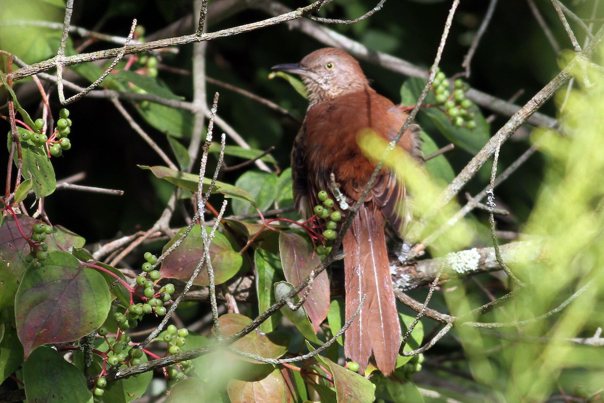 Brown Thrasher - ML67721571