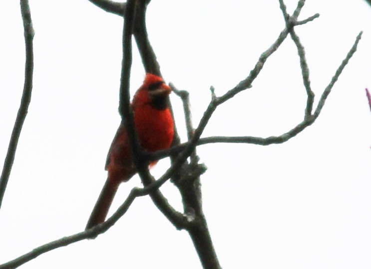 Northern Cardinal - ML67721601