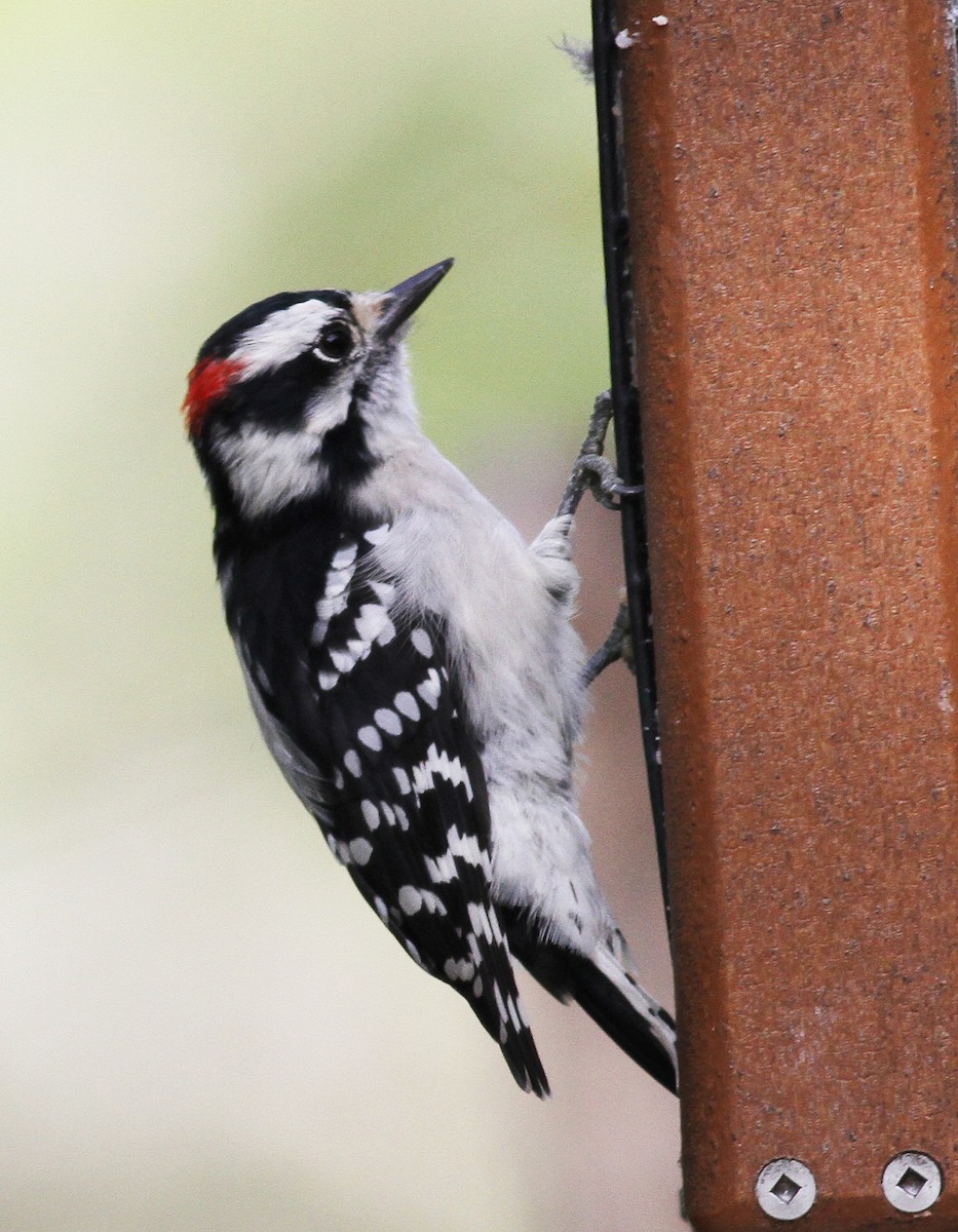 Downy Woodpecker - ML67721711