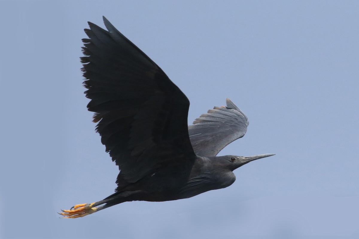 Black Heron - Charley Hesse • Naturally Adventurous Podcast