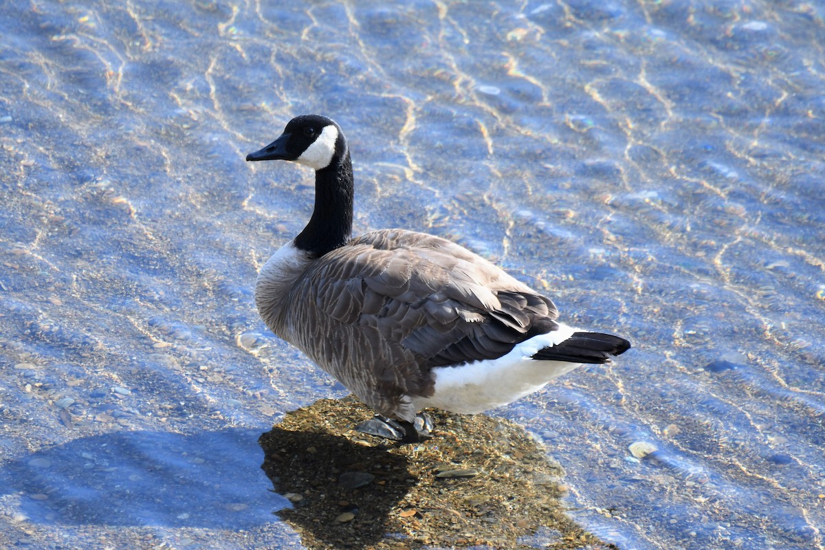 Canada Goose - Bruce Cochrane