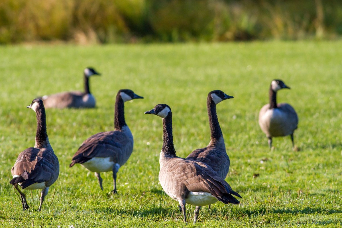 Canada Goose - ML67725271