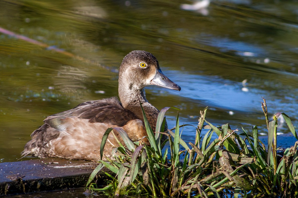 Ring-necked Duck - ML67725291