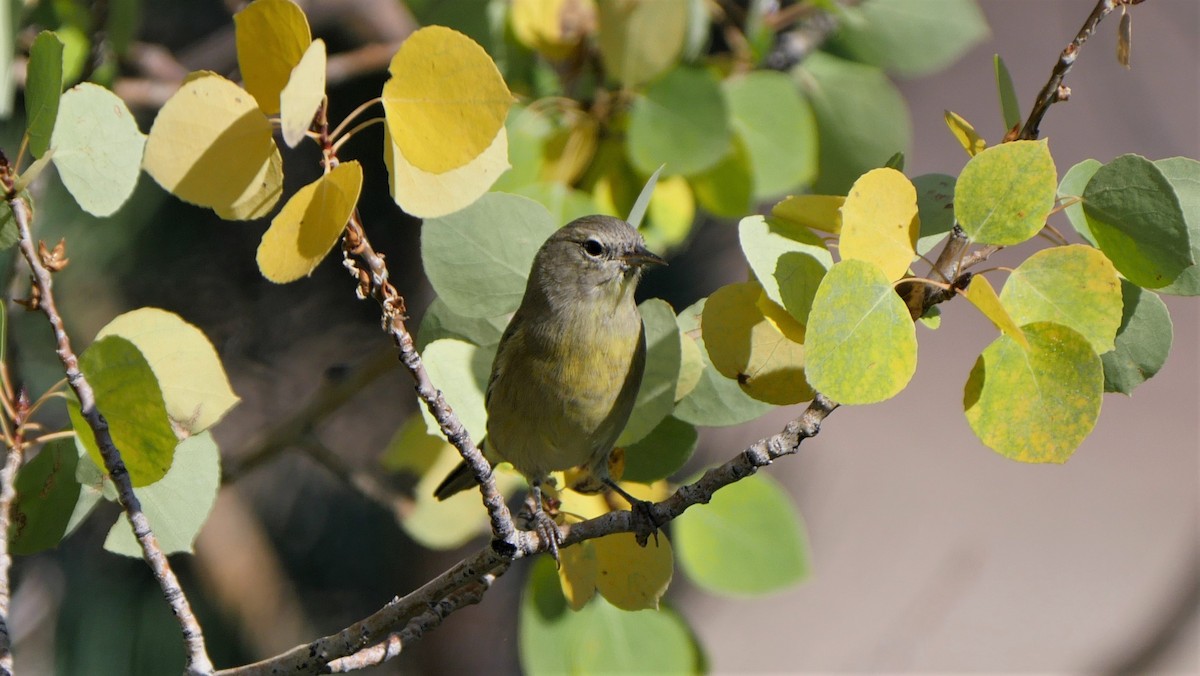 Orange-crowned Warbler - ML67725891