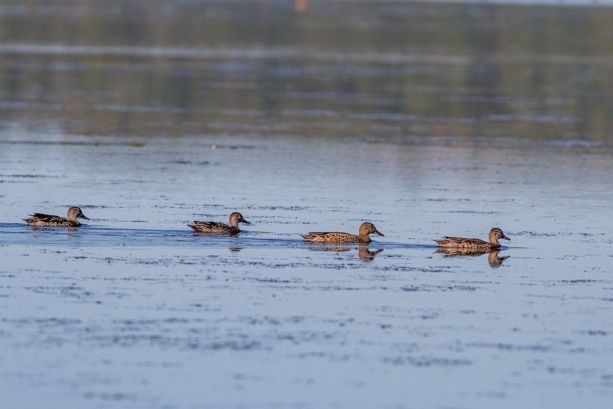 Blue-winged Teal - Bruce Gates