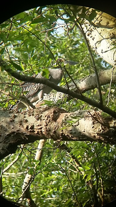 Yellow-crowned Night Heron - ML67726121