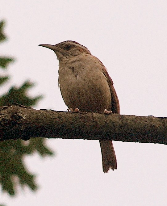 Carolina Wren - ML67728401