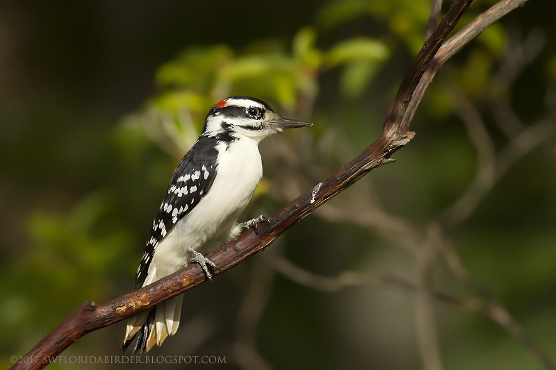 Hairy Woodpecker - Bob Pelkey