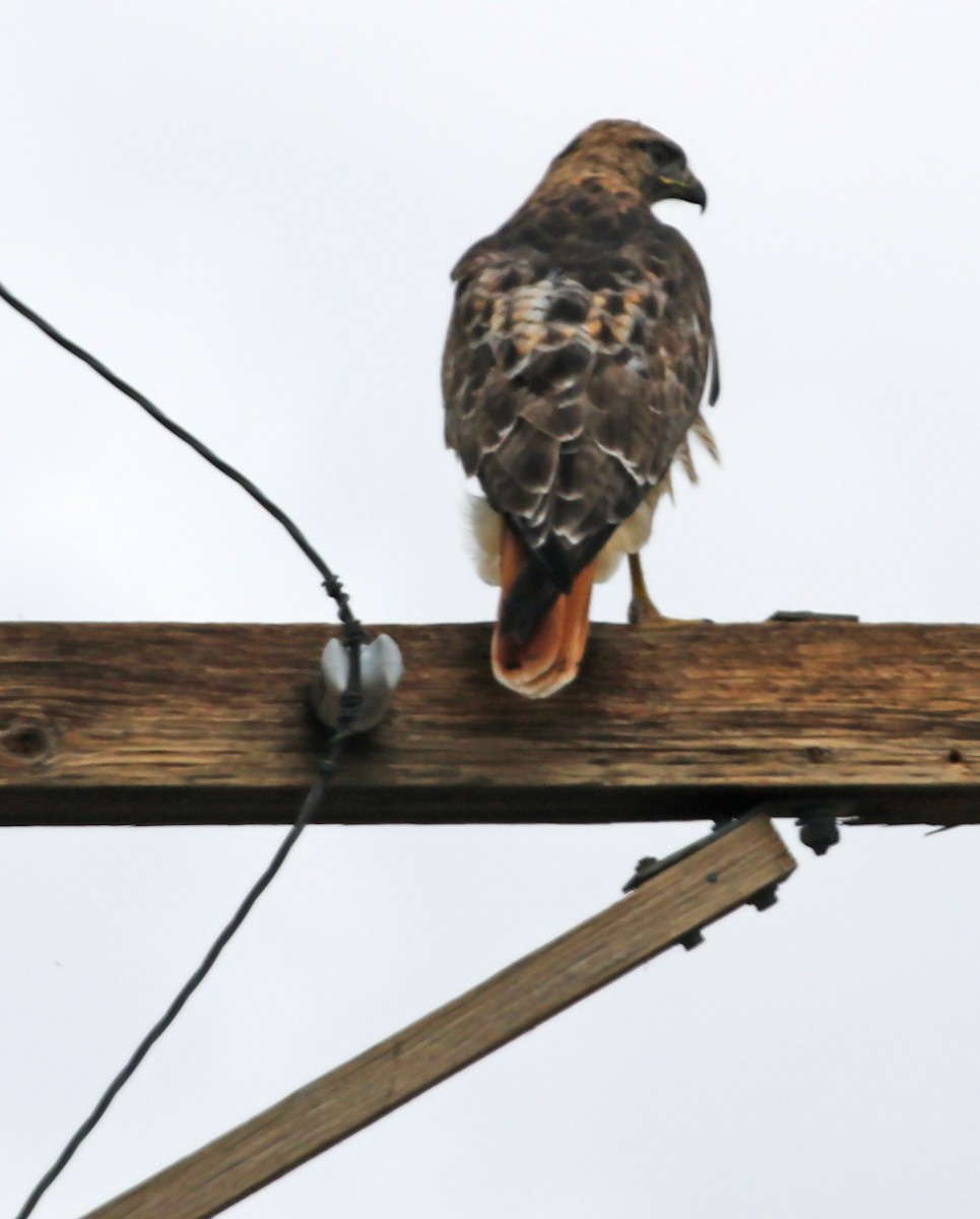 Red-tailed Hawk - olivia graves