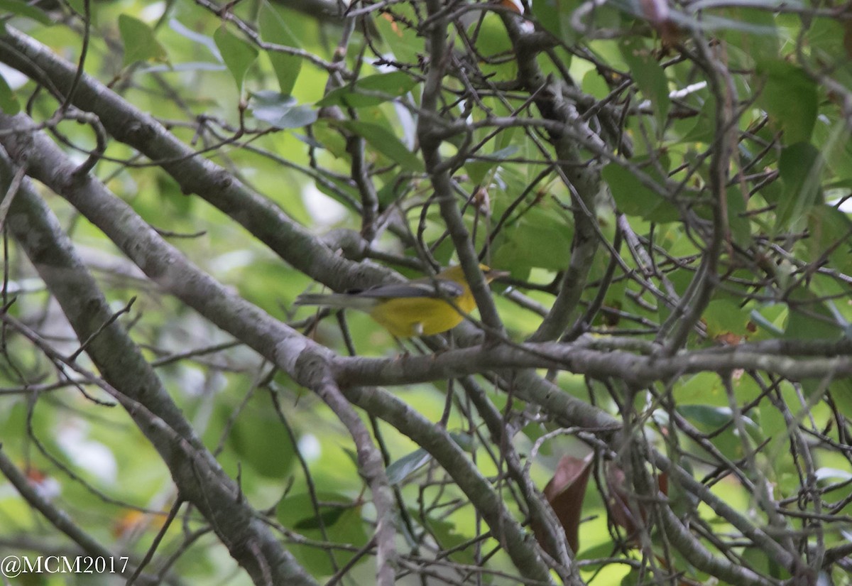 Blue-winged Warbler - Mary Catherine Miguez
