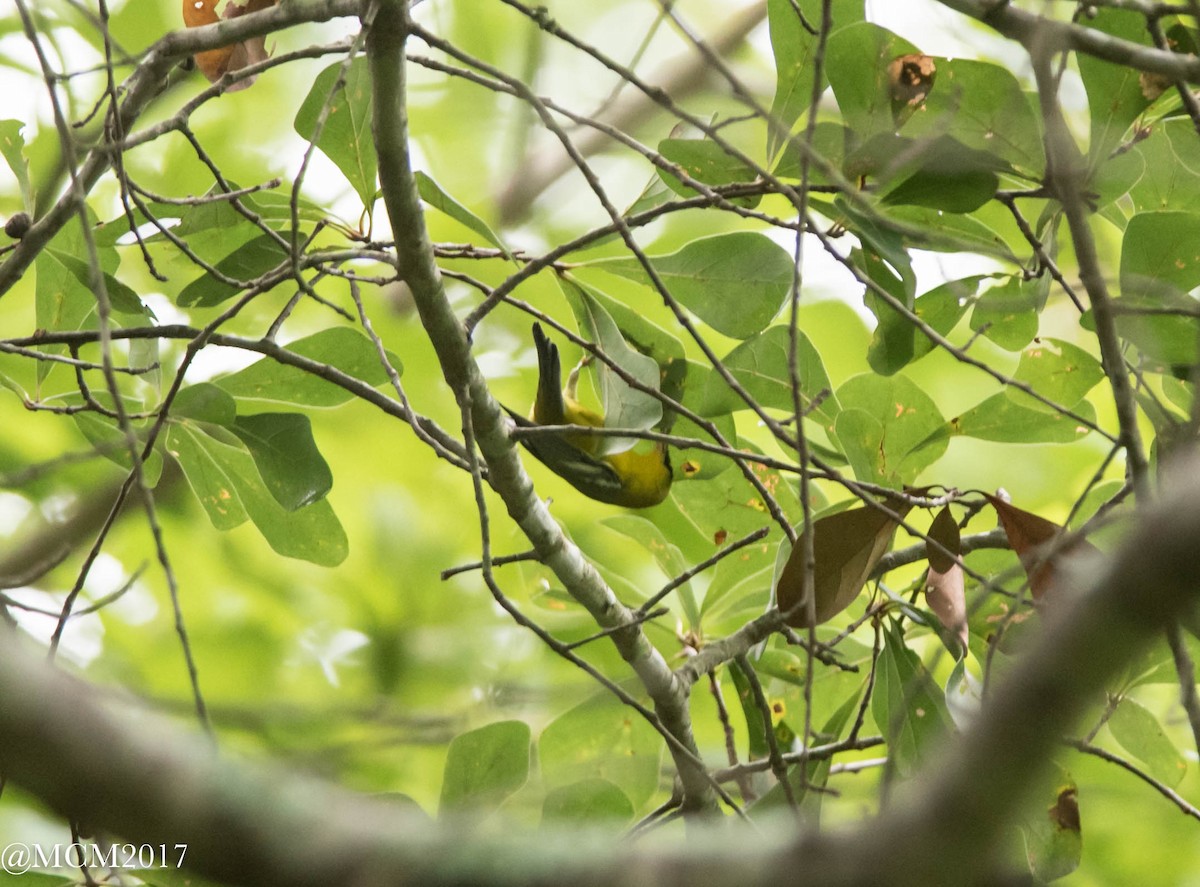 Blue-winged Warbler - Mary Catherine Miguez