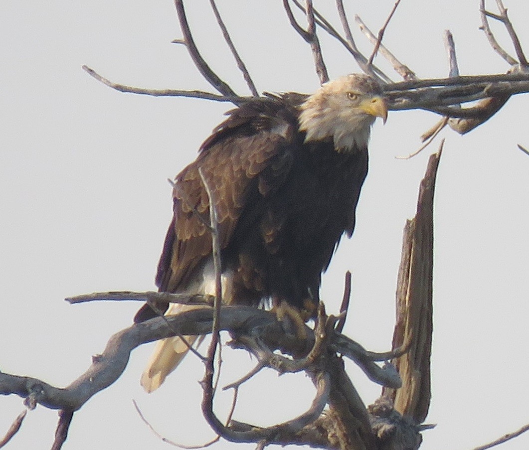 Bald Eagle - ML67730741