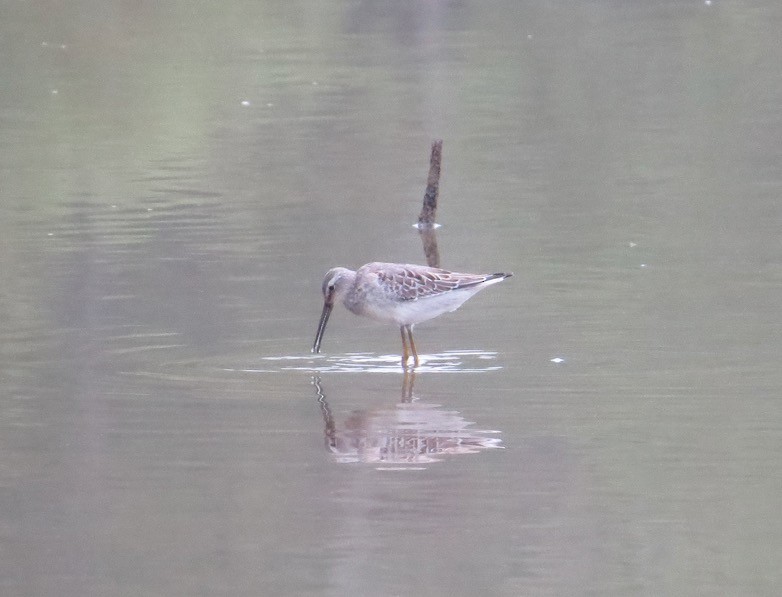 Stilt Sandpiper - David Ranney