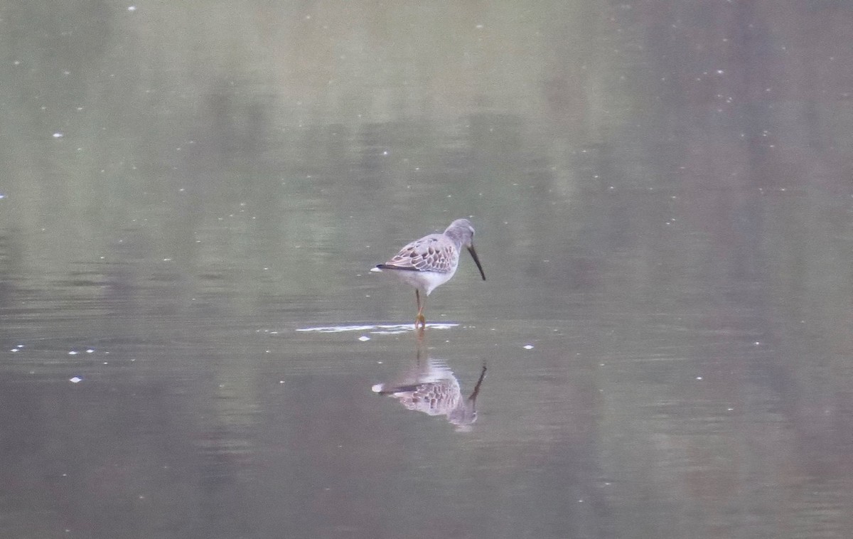 Stilt Sandpiper - ML67730981