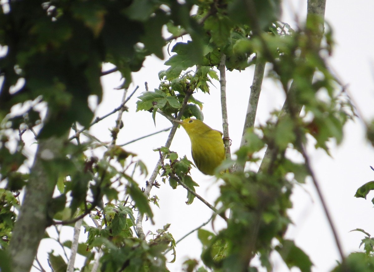 Northern Yellow Warbler - ML67731021