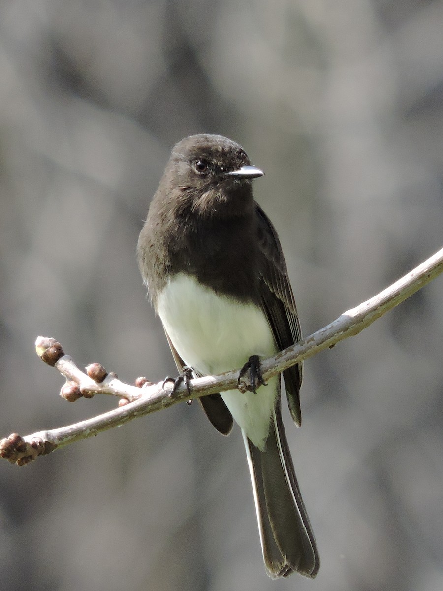 Black Phoebe - Sara Masuda