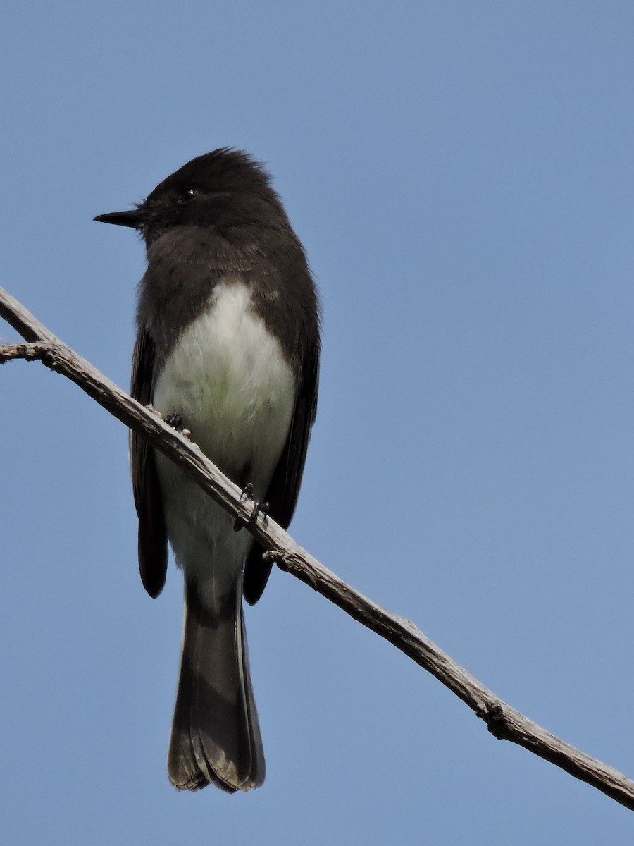 Black Phoebe - ML67732071