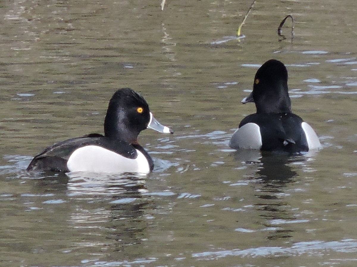 Ring-necked Duck - Sara Masuda